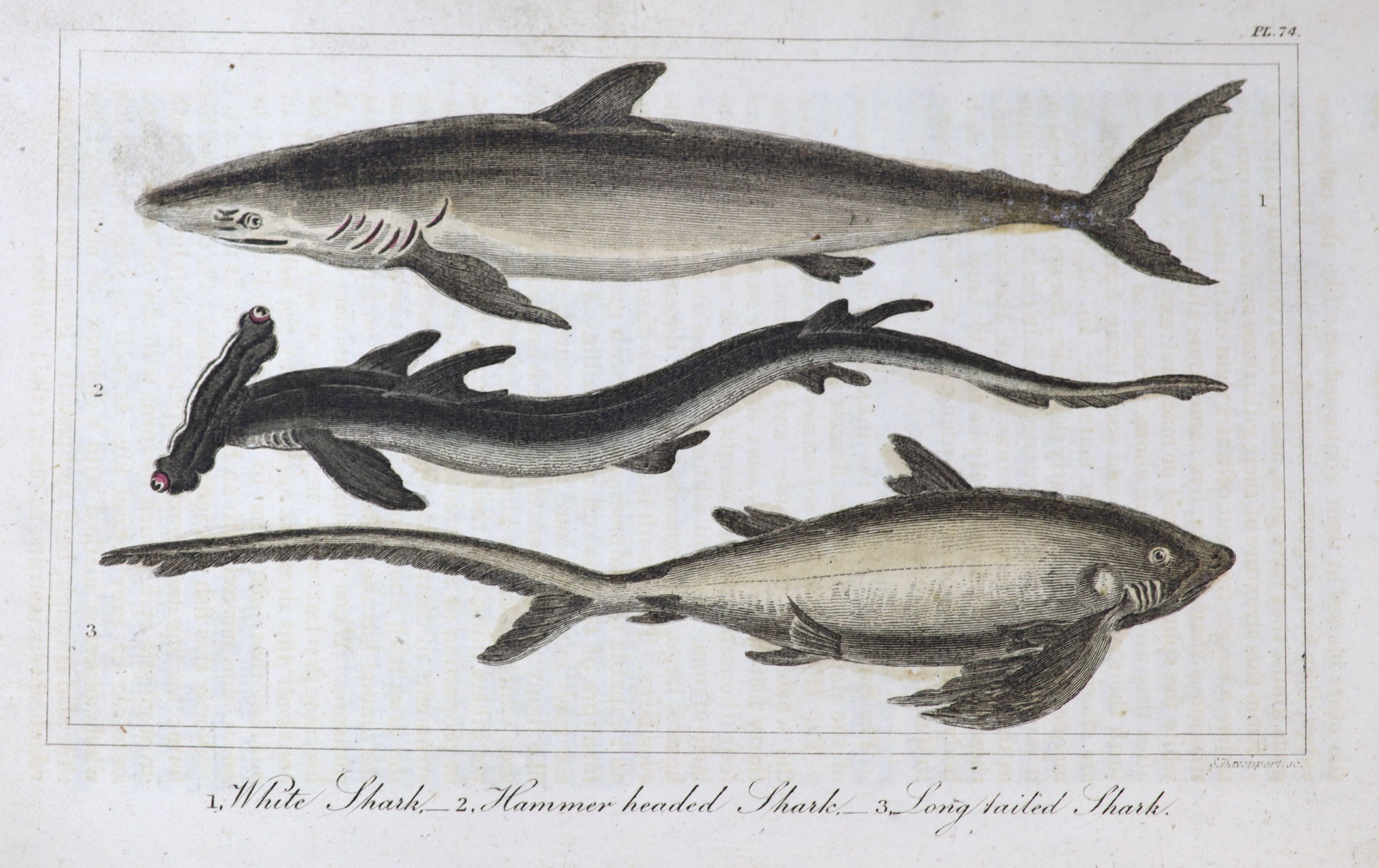 Buffon, George’s Louis Marie Leclerc, Comte de - A Natural History, a new edition abridged by The Rev. W. Hutton, vol 2 only,Glasgow, 1821 and vol. 1, London, 1828, both suede bound, with many coloured plates, worn, leav